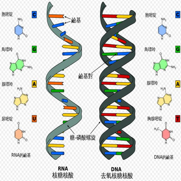 DNA/RNA Extraction Kit