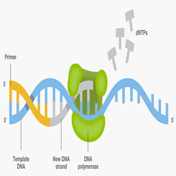 PCR/qPCR Master Mix