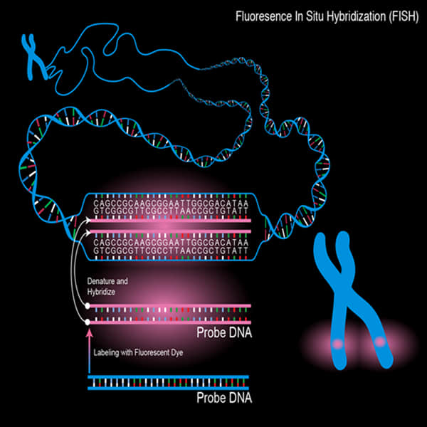 Fluorescence in situ hybridization (FISH) Probe