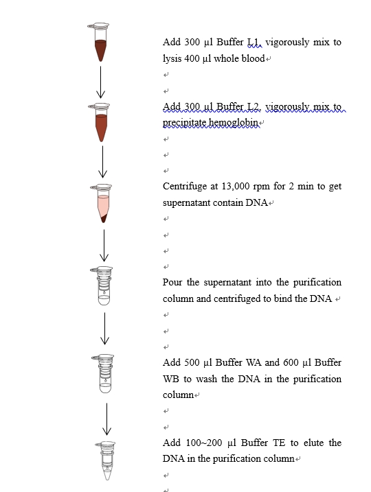 Blood DNA Mini Kit 