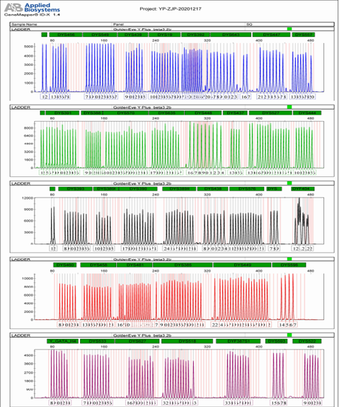 DNA Identification System Y Plus
