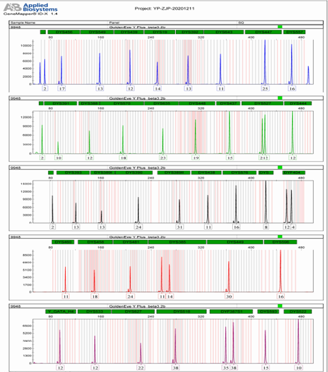 DNA Identification System Y Plus