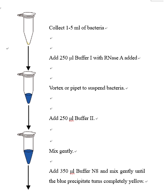 Rapid Plasmid DNA Mini Kit