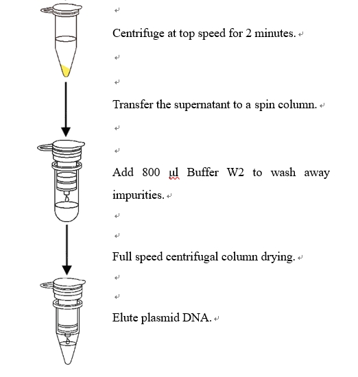 Rapid Plasmid DNA Mini Kit