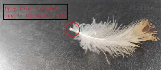 How to use our kits to do  Bird  Sex/Gender Identification   ?