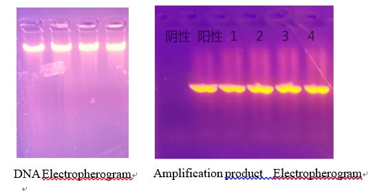 8minutes Finished the Blood DNA Extraction 