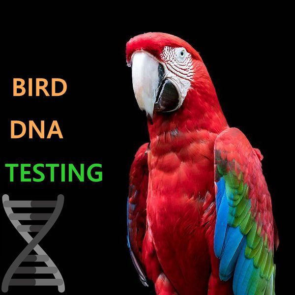 Bird gender Identification kit