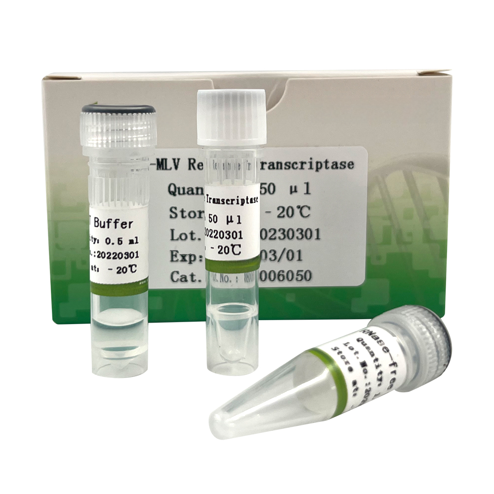 M-MLV Reverse Transcriptase 