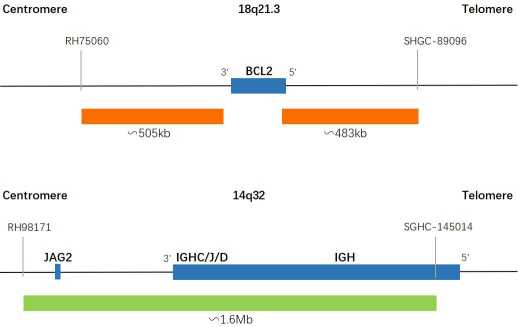 BCL2/IGH Dual Color Dual Fusion probe Fluorescence in situ hybridization (FISH) Reagent