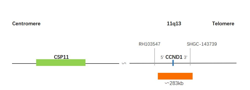 CCND1(BCL1)/CSP11 Dual Color Probe Fluorescence in situ hybridization (FISH) Reagent