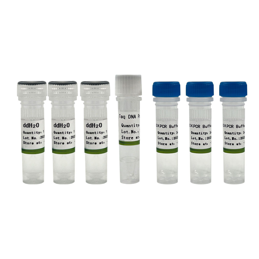Taq DNA Polymerase