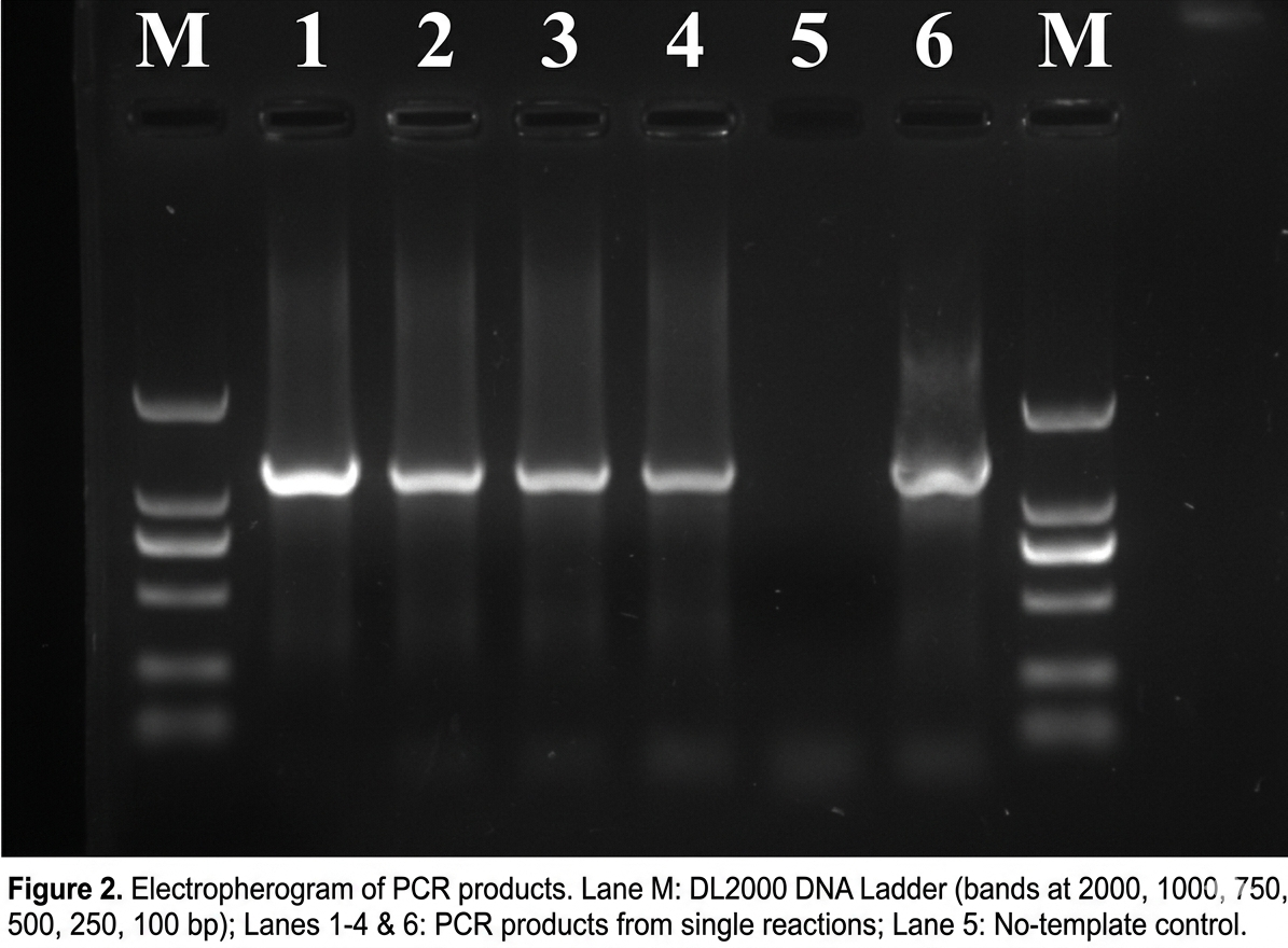 Rapid Whole Blood DNA Mini Kit with 8-minute genomic DNA extraction protocol Rapid Whole Blood DNA Mini Kit with 8-minute genomic DNA extraction protocol