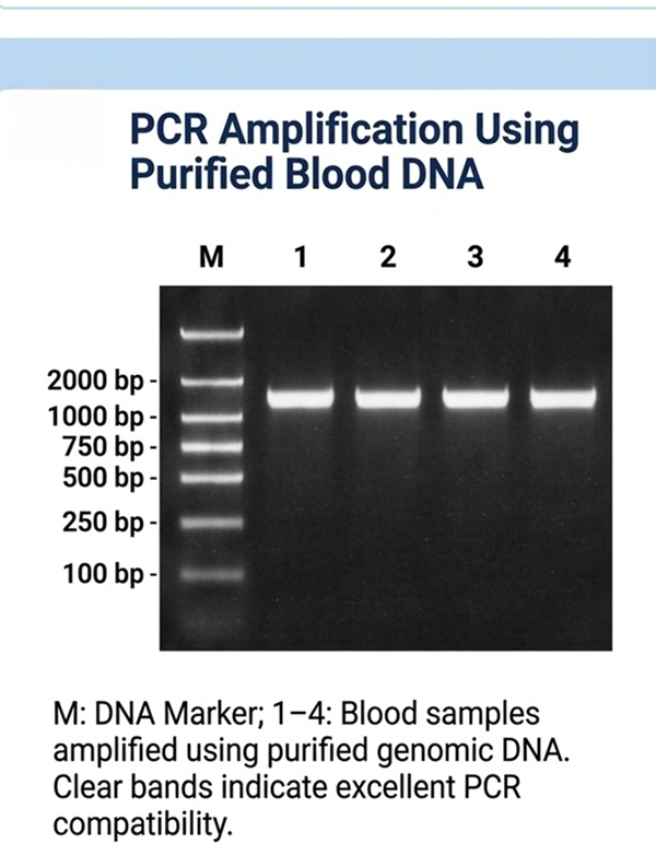 Rapid Whole Blood DNA Mini Kit with 8-minute genomic DNA extraction protocol Rapid Whole Blood DNA Mini Kit with 8-minute genomic DNA extraction protocol