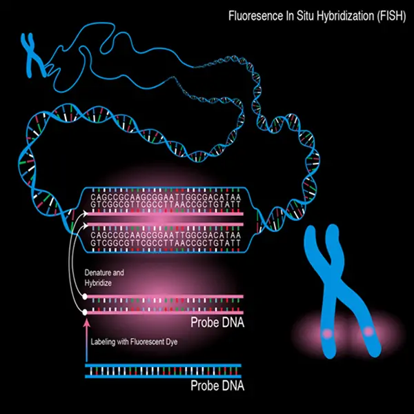 Fluorescence in situ hybridization (FISH) Probe