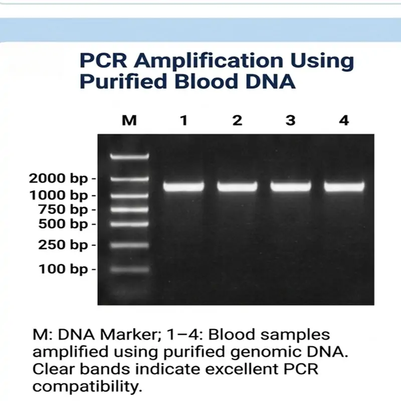 rapid whole blood DNA extraction