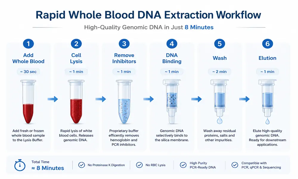 rapid whole blood DNA extraction rapid whole blood DNA extraction