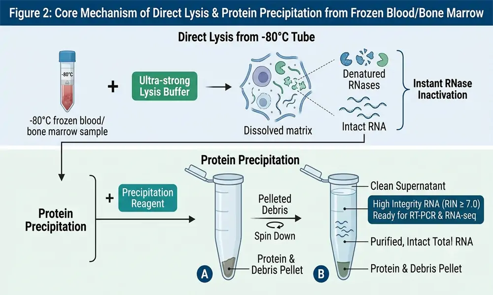 How to Extract RNA Directly from -80°C Frozen Whole Blood How to Extract RNA Directly from -80°C Frozen Whole Blood
