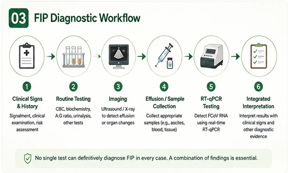 Feline Infectious Peritonitis (FIP) Diagnosis: PCR Testing, Samples & Interpretation