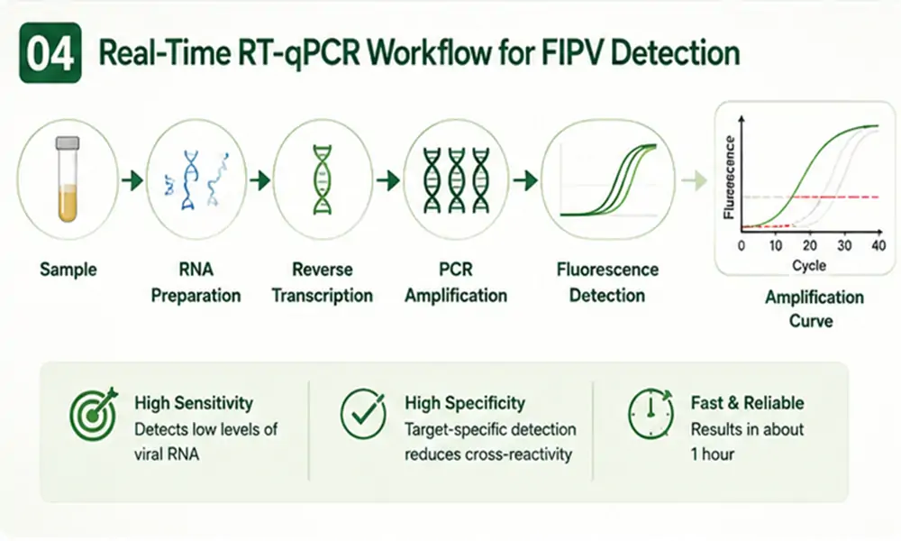 Feline Infectious Peritonitis (FIP) Diagnosis: PCR Testing, Samples & Interpretation